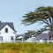 White Farm and Cypress • Acrylic on Linen • 12 x 16 inches • PRIVATE COLLECTION